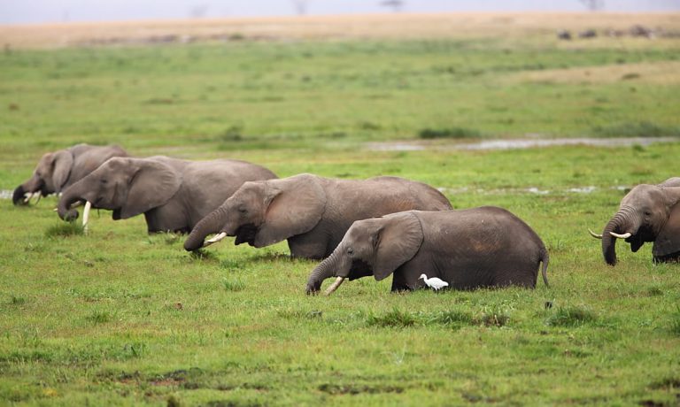 3 days amboseli safari