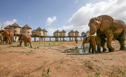 2 Days Tsavo East Salt Lick Safari