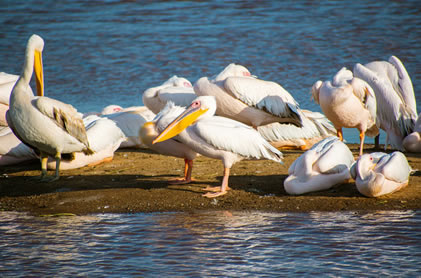 2 days lake Nakuru Park2