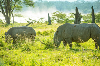 2 days lake Nakuru Park3