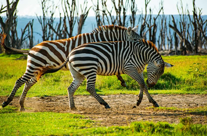 2 days lake Nakuru Park4