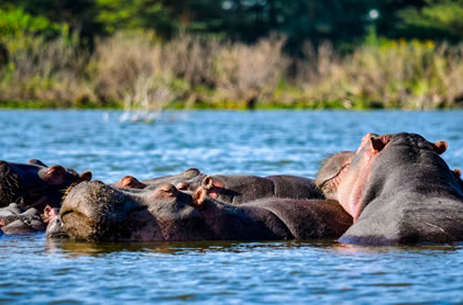 2 days lake Nakuru Park5