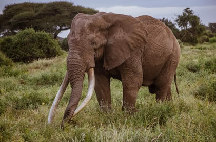 2 days tsavo east west