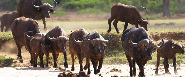 3 Days Ngutuni Sanctuary and Taita Hills