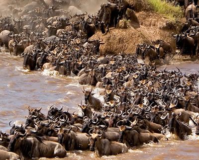 4 Days- 3 Nights Masai Mara & Lake Nakuru Safari