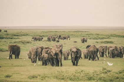4 days amboseli national park