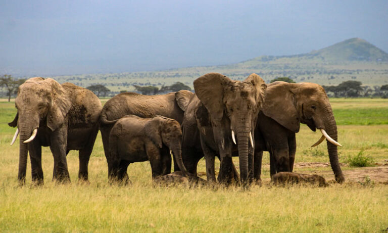 5 Days, Amboseli, Tsavo West- Tsavo East
