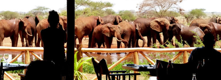 5 Days Ngutuni, Amboseli & Tsavo West Safari
