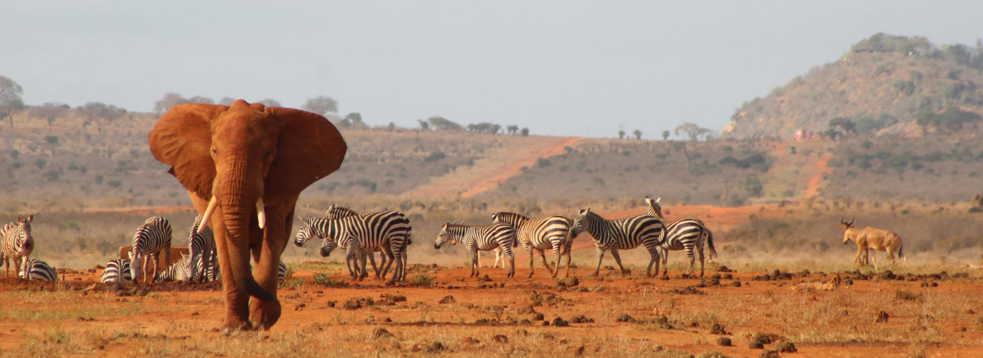 5 Days Tsavo East, Tsavo West, Amboseli & Salt Lick Safari