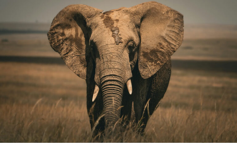 6 Days Masai Mara , Lake Nakuru and Amboseli National Park1