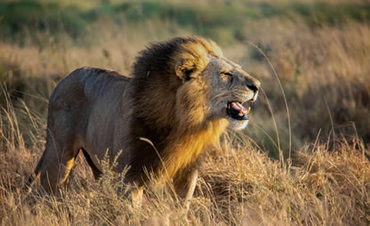 6 Days Wildlife Circuit – Tsavo East, West & Amboseli