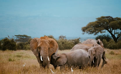 Classic Kenya Safari – Tsavo East, Tsavo West & Amboseli