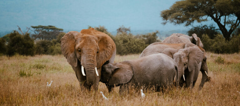 Experience Elephant Safari