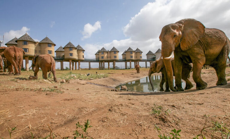 Explore Tsavo, Amboseli & Taita Hills in 5 Days – Safari with Salt Lick Experience