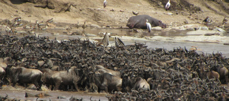 Spectacular Great Wildebeest Migration
