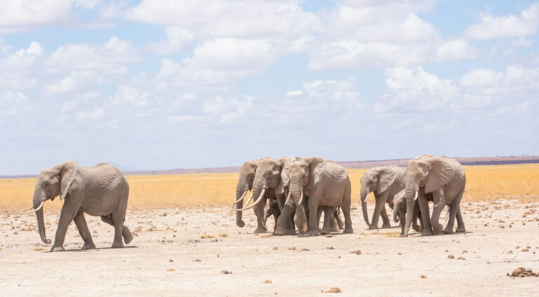 amboseli kenya