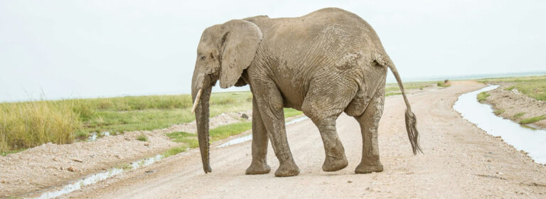 amboseli_1