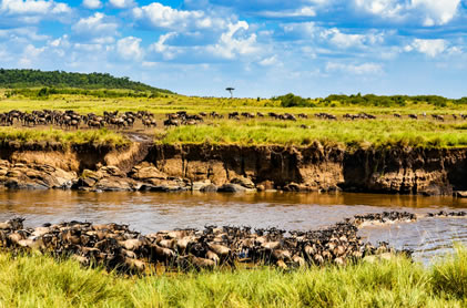 maasai-mara reserve