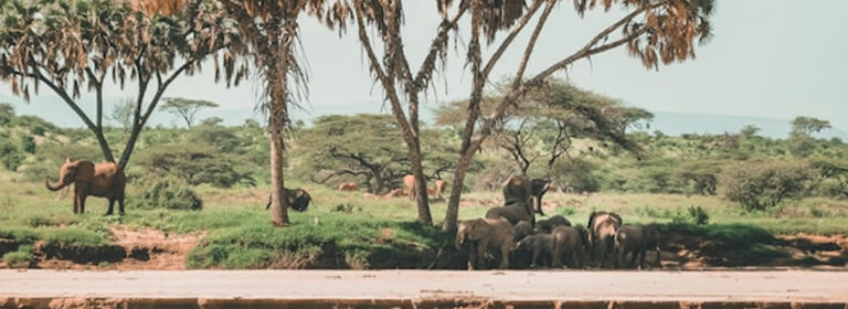 samburu national park