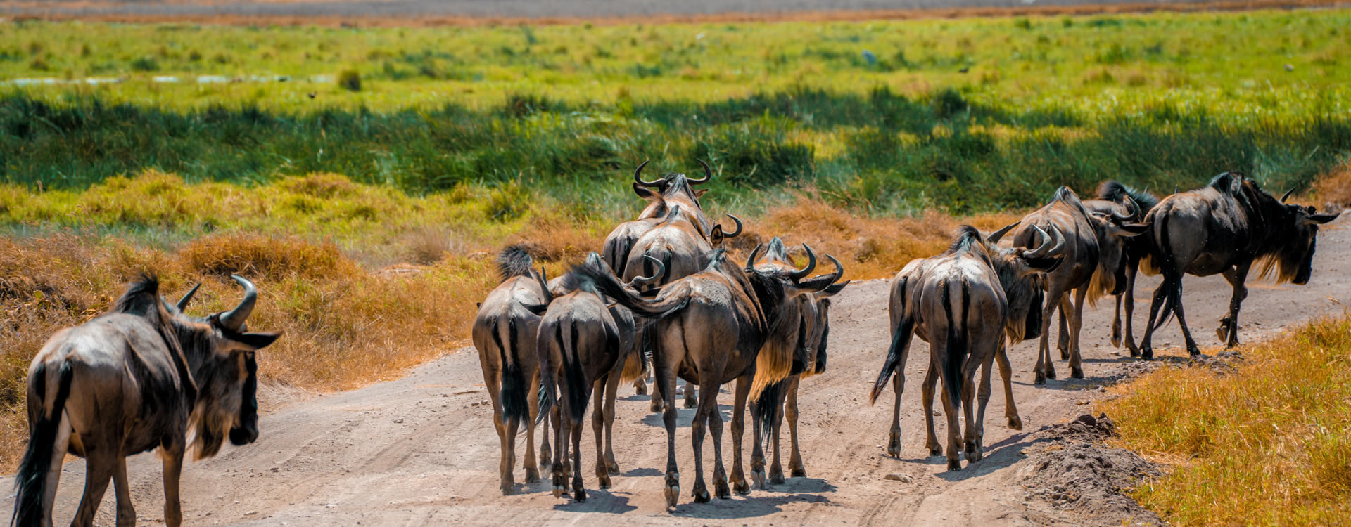 Kenya safari tours in Masai Mara with guided game drive